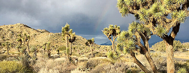 Joshua Tree National Park